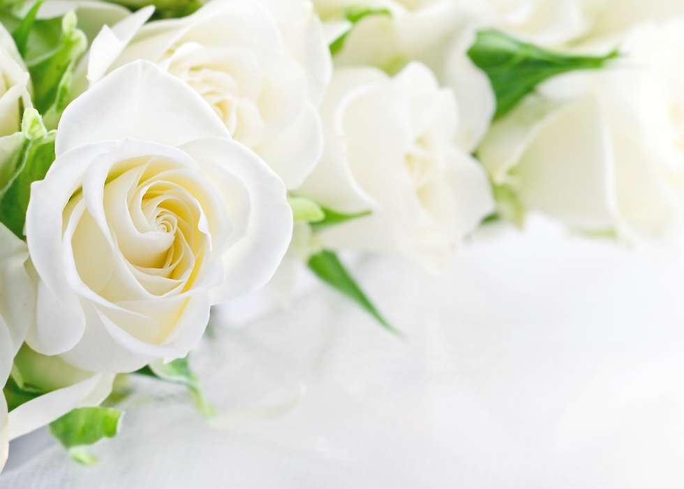 Weiße Rosen als Geschenk auf der Gutscheinen von  Académie de Beauté im Heuchelheim