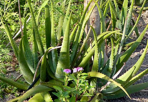 Aloe Vera und andere sacred plants von Pharmos Natur bei Académie de Beauté im Heuchelheim